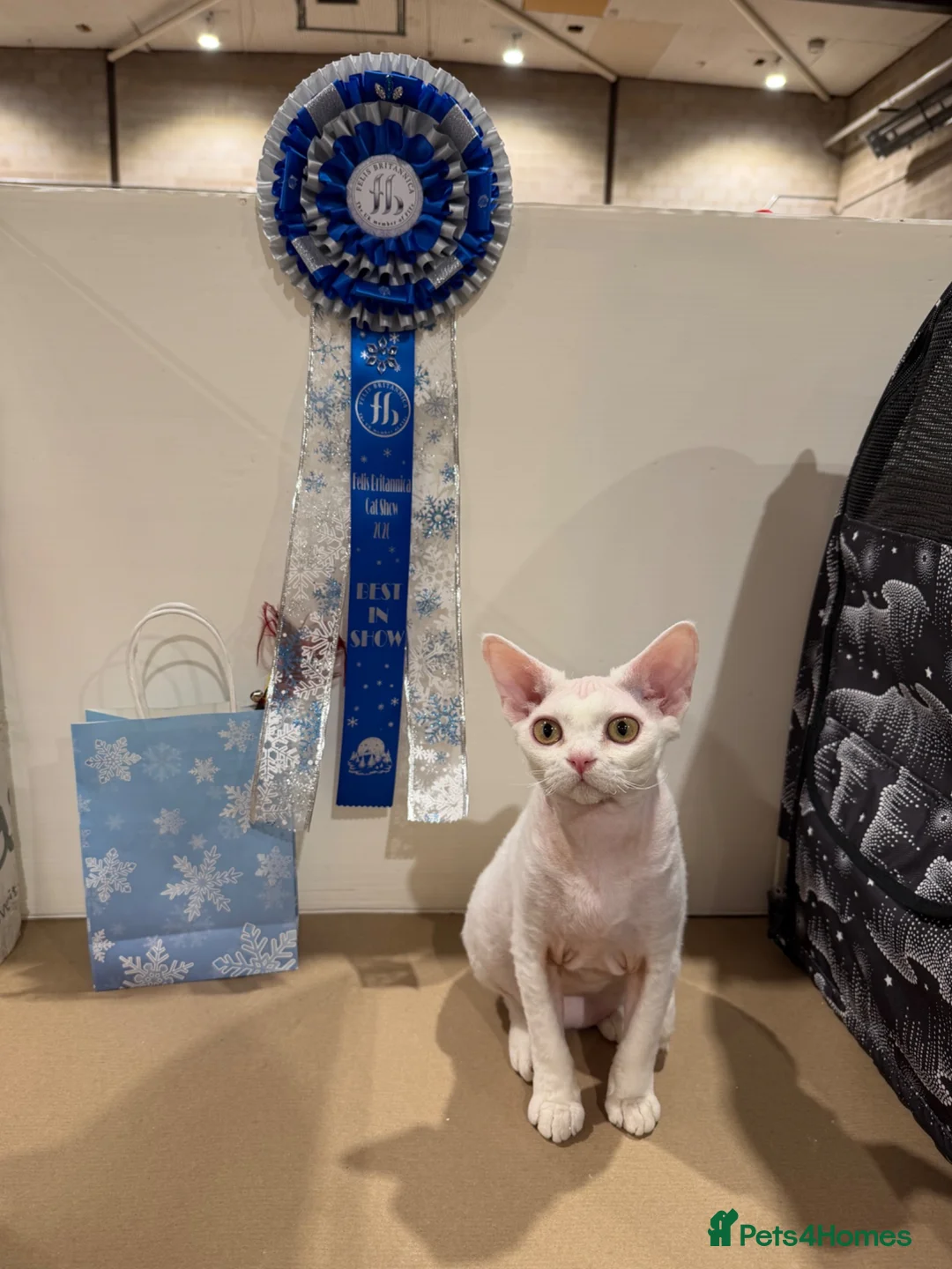 Devon Rex cats for stud: Superb Proven Devon Rex Stud  - Advert 5