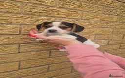 Mixed Breed dogs for sale: Jack russell x cavalier king Charles  - Image 16