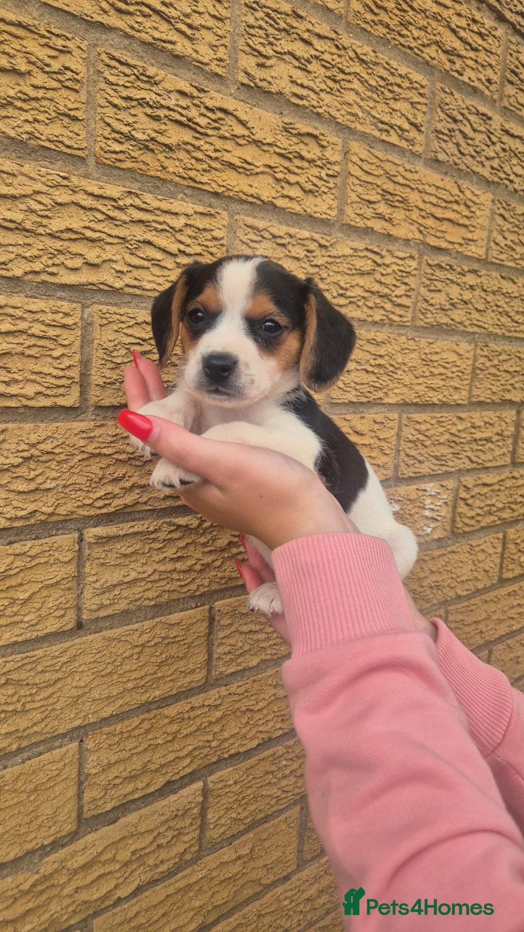 Mixed Breed dogs for sale: Jack russell x cavalier king Charles  - Image 16