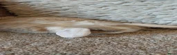 Mini Lop rabbits for sale:  3 Beautifull minilop babys ready to reserve  - Advert 3