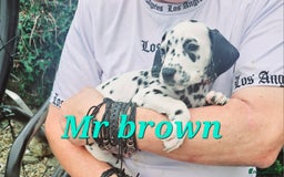 Dalmatian dogs for sale: Dalmatian puppies Ready now - Image 9