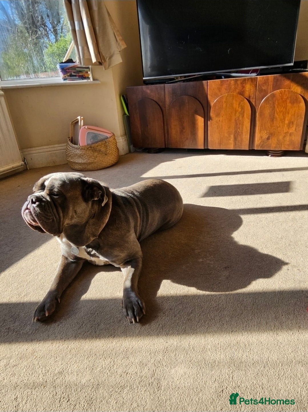 Mixed Breed dogs Beautiful girl looking for new home - Advert 2