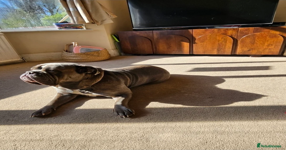 Neapolitan Mastiff Puppies for sale Pets4Homes