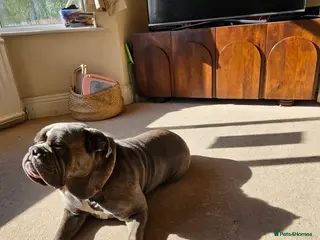 Mixed Breed dogs Beautiful girl looking for new home - Advert 2