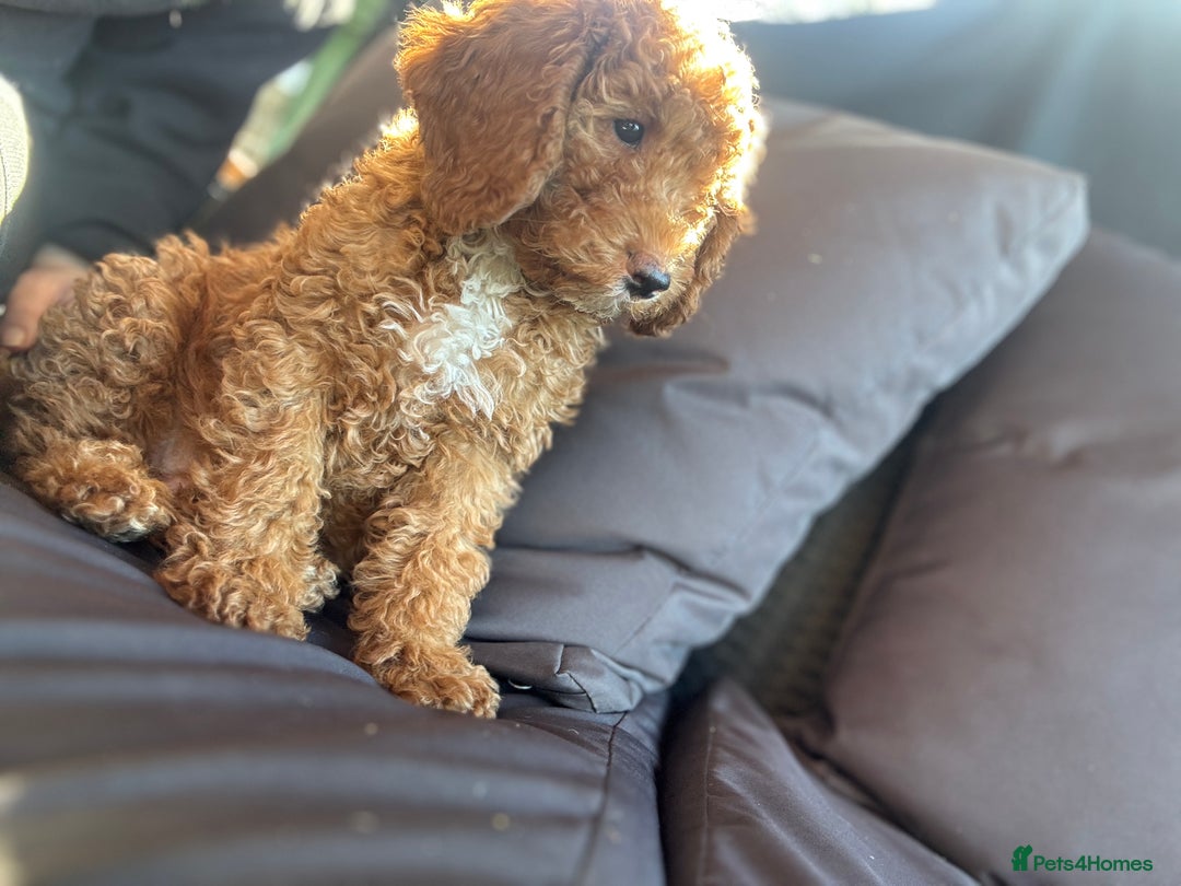 Cockapoo dogs for sale: Cockapoo puppies in Preston - Image 36