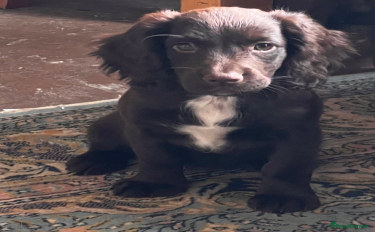 Cocker Spaniel dogs - Advert 16