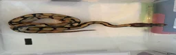 Python Snake reptiles for sale: Collection of Royals  - Advert 23
