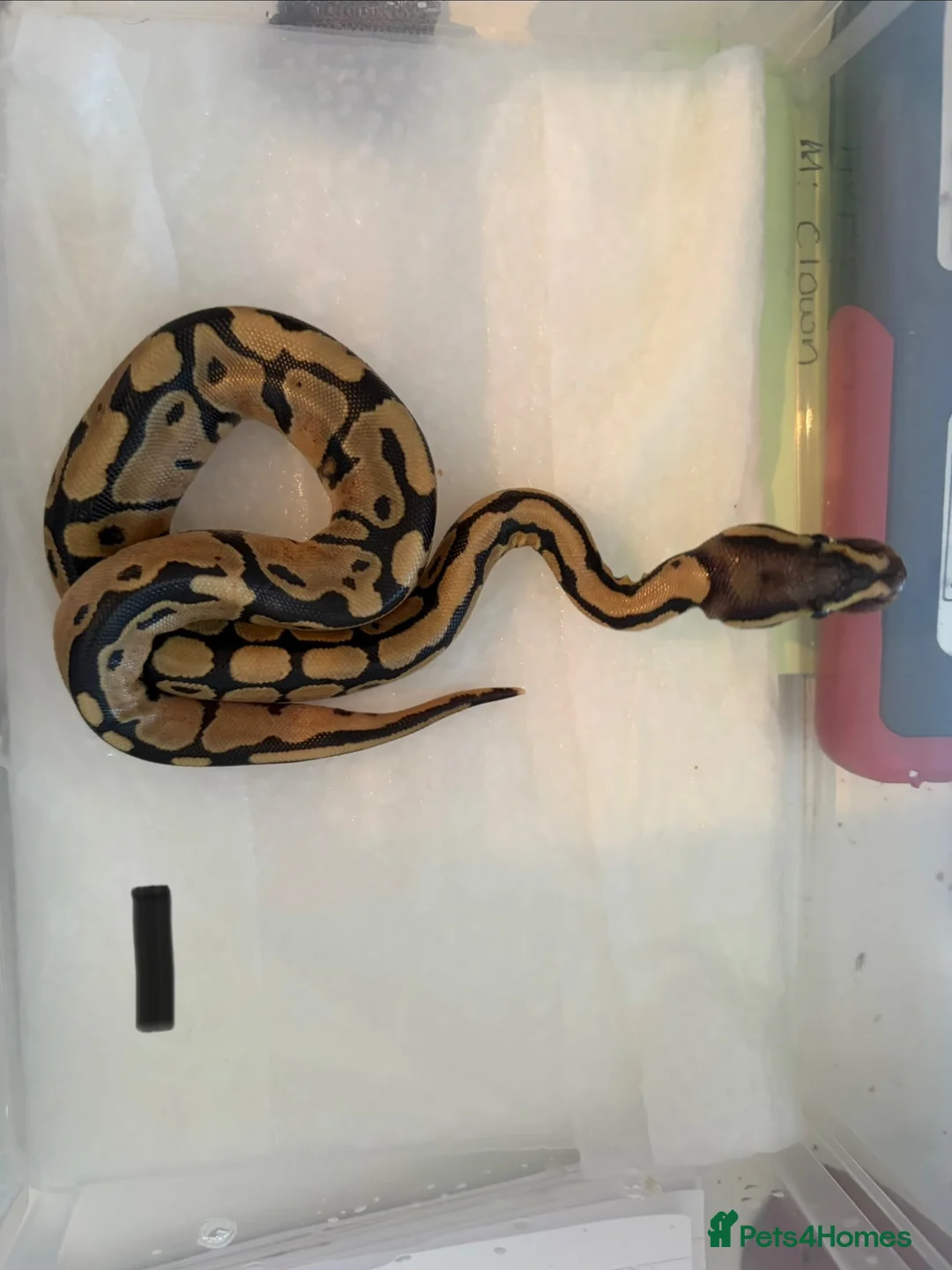 Python Snake reptiles for sale: Collection of Royals  - Advert 23