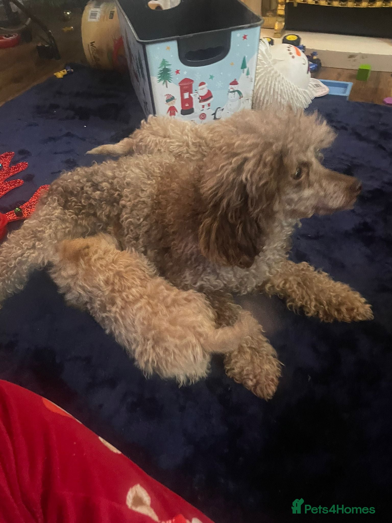 Miniature Poodle dogs Miniature Poodle Puppies  - Advert 12