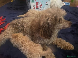 Miniature Poodle dogs Miniature Poodle Puppies - Advert 1