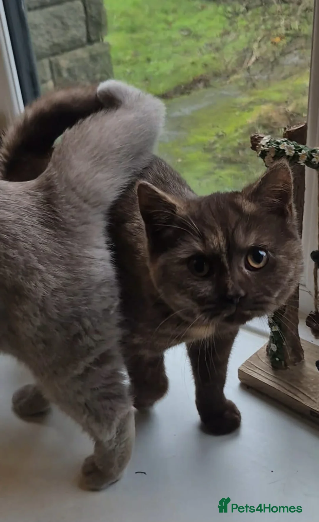 British Shorthair cats for sale: Bsh black girl,*ready to leave* - Advert 4