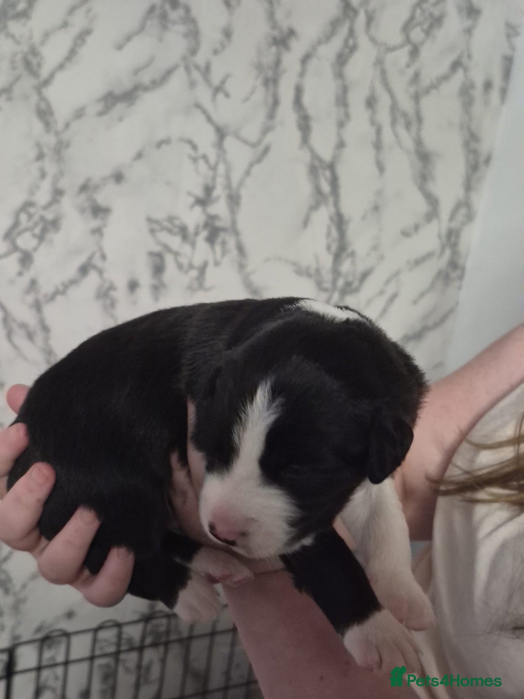 Mixed Breed dogs for sale: lab x collie springer  - Advert 4