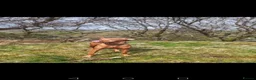 Hungarian Vizsla dogs for sale: Beautiful pedigree Hungarian vizsla litter of 9  - Advert 13