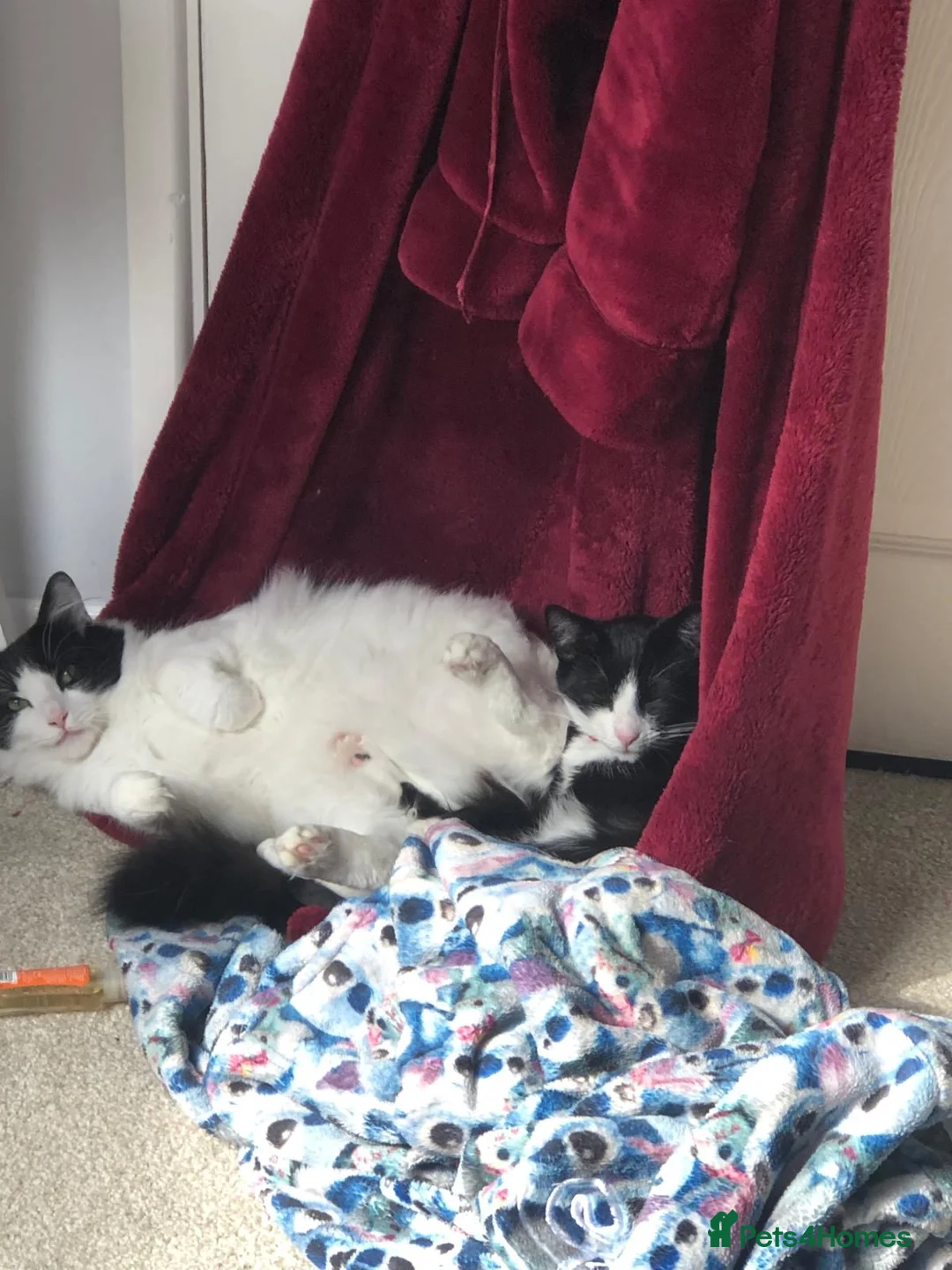 Mixed Breed cats for sale: Maine coon x American shorthair kittens  - Advert 10