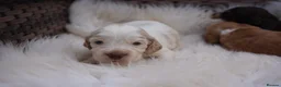 Cocker Spaniel dogs for sale: Exceptionally well health tested Kc show cockers - Advert 7