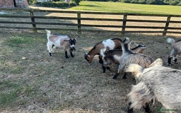 Goats livestock for sale: Beautiful Pygmy goats for sale £100-£200 - Image 11