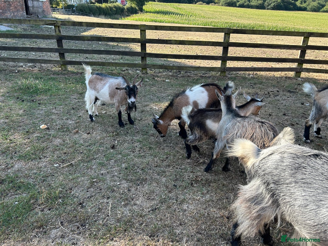 Goats livestock for sale: Beautiful Pygmy goats for sale £100-£200 - Image 11