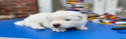 Samoyed dogs for sale: Bundle of joy 3 Puppy - Advert 25