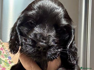 Cocker Spaniel dogs Show cocker spaniel puppies - Advert 13