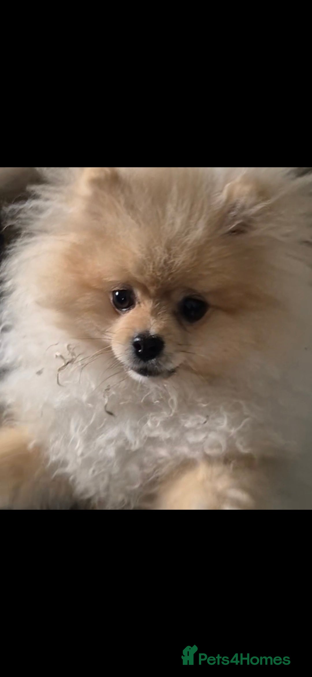 Pomeranian dogs 6 month old male pomeranian puppy - Advert 7