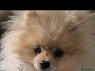 Pomeranian dogs 6 month old male pomeranian puppy - Advert 7