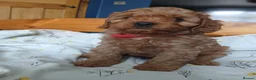 Cavapoo dogs for sale: Cavapoo puppies for sale - Advert 12