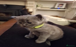 Ragdoll cats for sale: Ragdoll x BSH kittens (individually priced) - Image 12