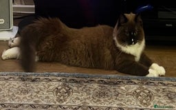Ragdoll cats for sale: Reduced RARE Brown/mink Green-eyed Ragdoll kittens - Image 35