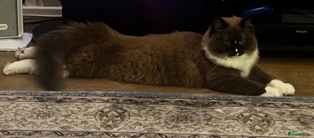 Ragdoll cats for sale: Reduced RARE Brown/mink Green-eyed Ragdoll kittens - Image 35