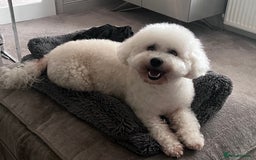 Poochon dogs for sale: *Stunning Poochon puppies* - Image 8