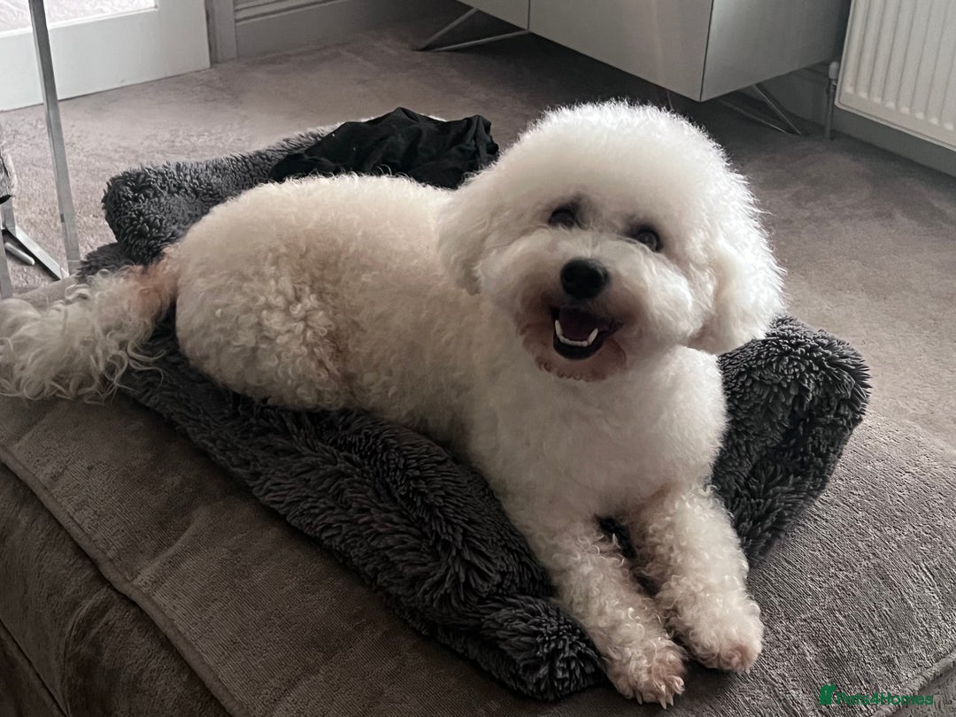 Poochon dogs for sale: *Stunning Poochon puppies* - Image 8
