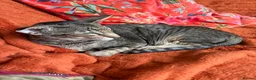 Oriental cats for sale: OSH black tabby female  - Advert 3