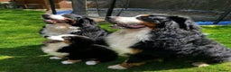 Bernese Mountain Dog dogs for sale: Bernese mountain dogs - 3 puppies left - Advert 6