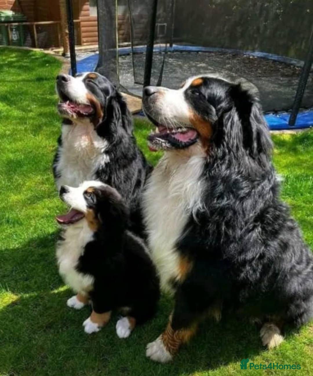 Bernese Mountain Dog dogs for sale: Bernese mountain dogs - 3 puppies left - Advert 6
