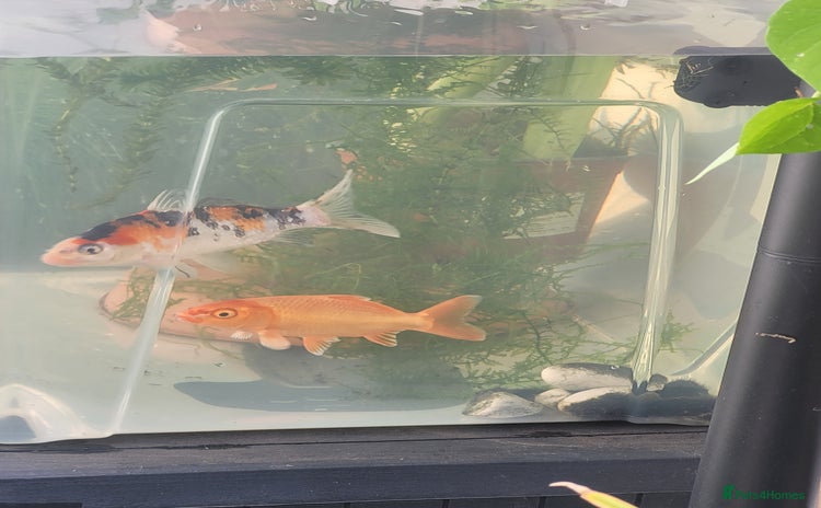 Koi Carp fish - Advert 2