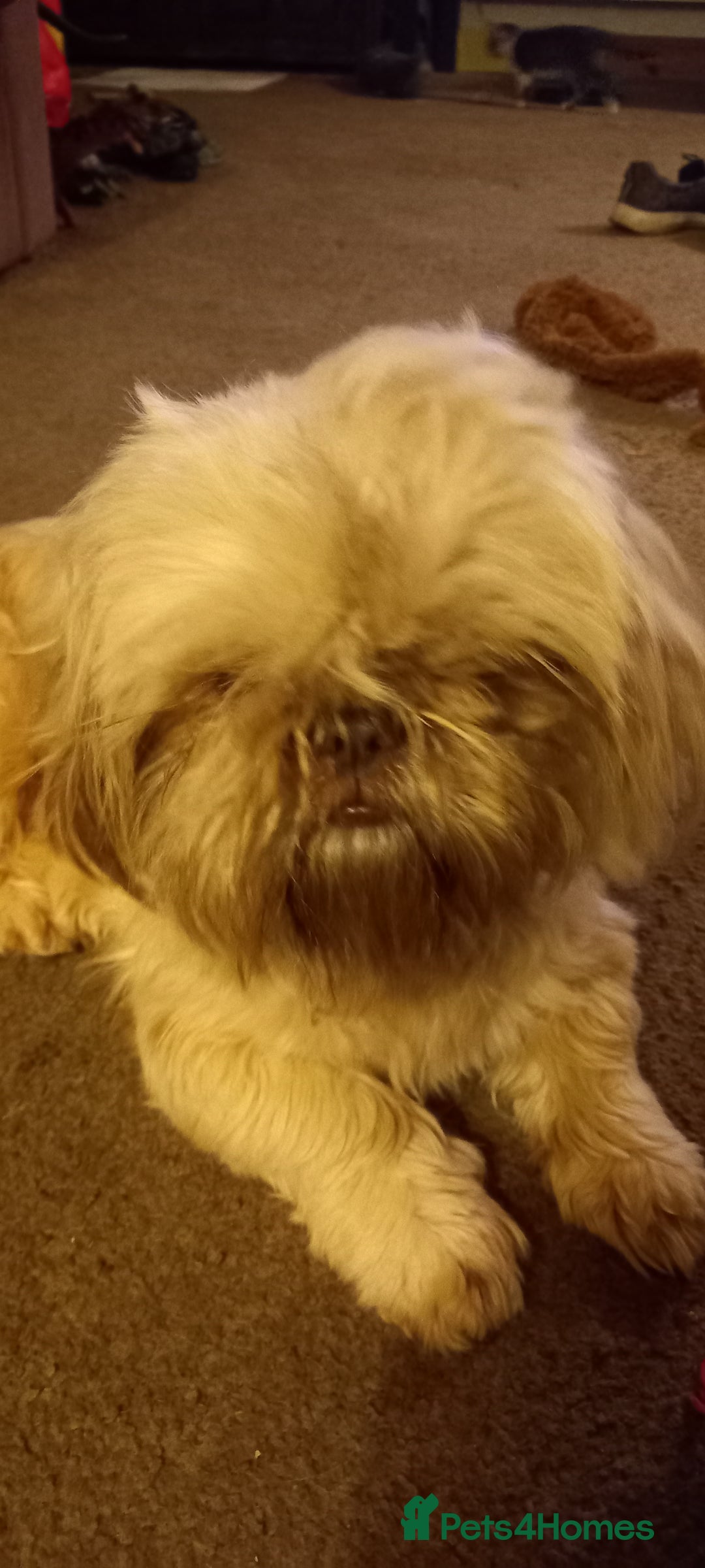 Shih Tzu dogs for sale:  2 Gorgeous male shih tzus - Image 2