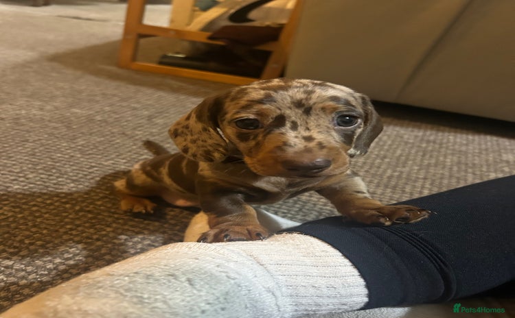 Miniature Dachshund dogs 2 adorable chunky miniature dachshund  - Advert 8