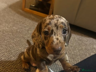 Miniature Dachshund dogs 2 adorable chunky miniature dachshund - Advert 4