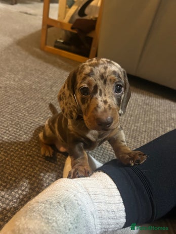 Miniature Dachshund dogs 2 adorable chunky miniature dachshund - Advert 8