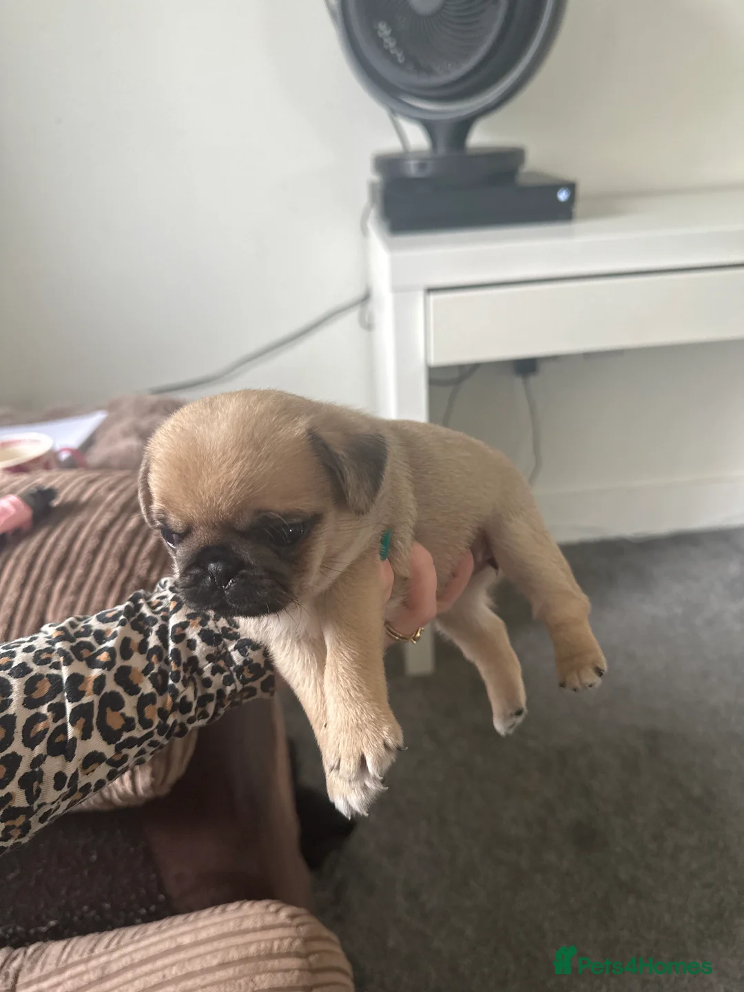 Pug dogs for sale: Pure bred Pug puppies  in Exeter - Advert 2