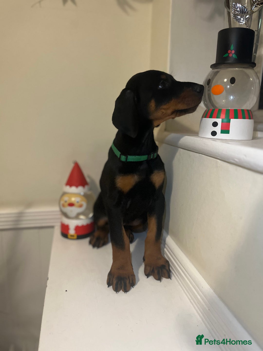 Dobermann dogs for sale: 🏆Supreme Dobermanns - Where Excellence Begins 🏆 - Advert 32