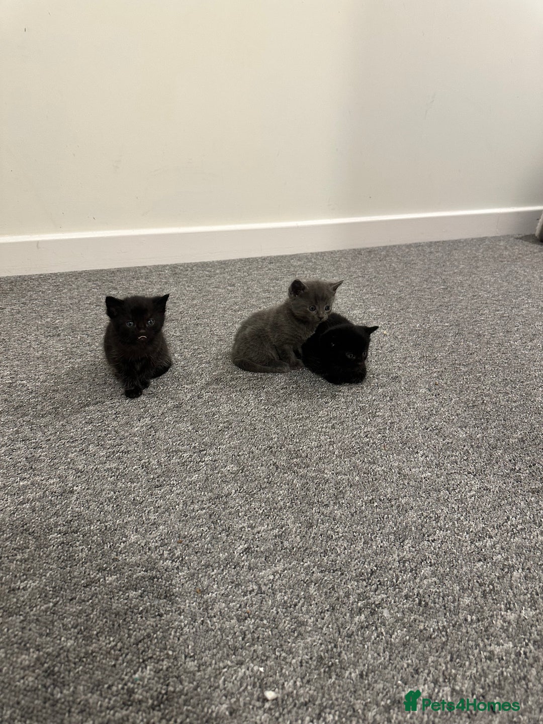 Mixed Breed cats for sale: Beautiful litter of playful kittens  - Advert 4