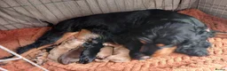 Cocker Spaniel dogs for sale: 💙7 BEAUTIFUL BOY PUPPIES. 3 WEEKS OLD💙 - Advert 16