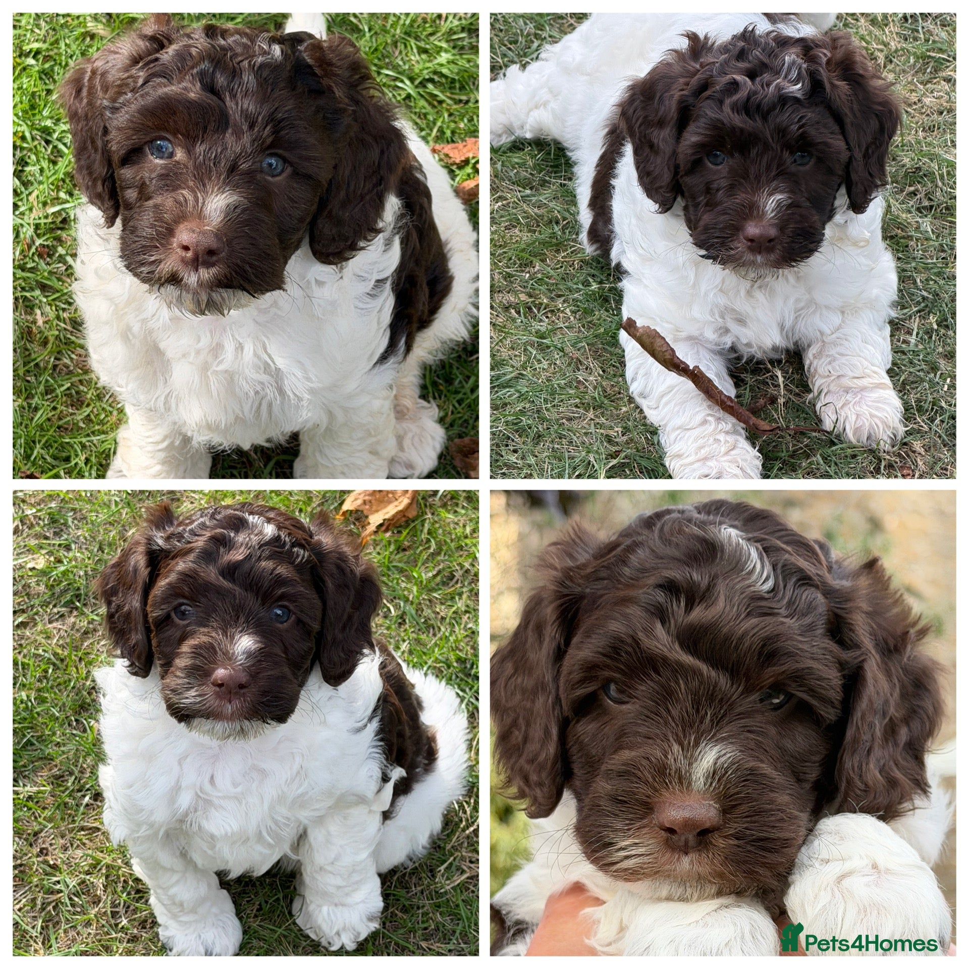 Cockapoo dogs F1b Cockapoos 5⭐️ Licensed Breeder Full DNA Clear - Advert 1