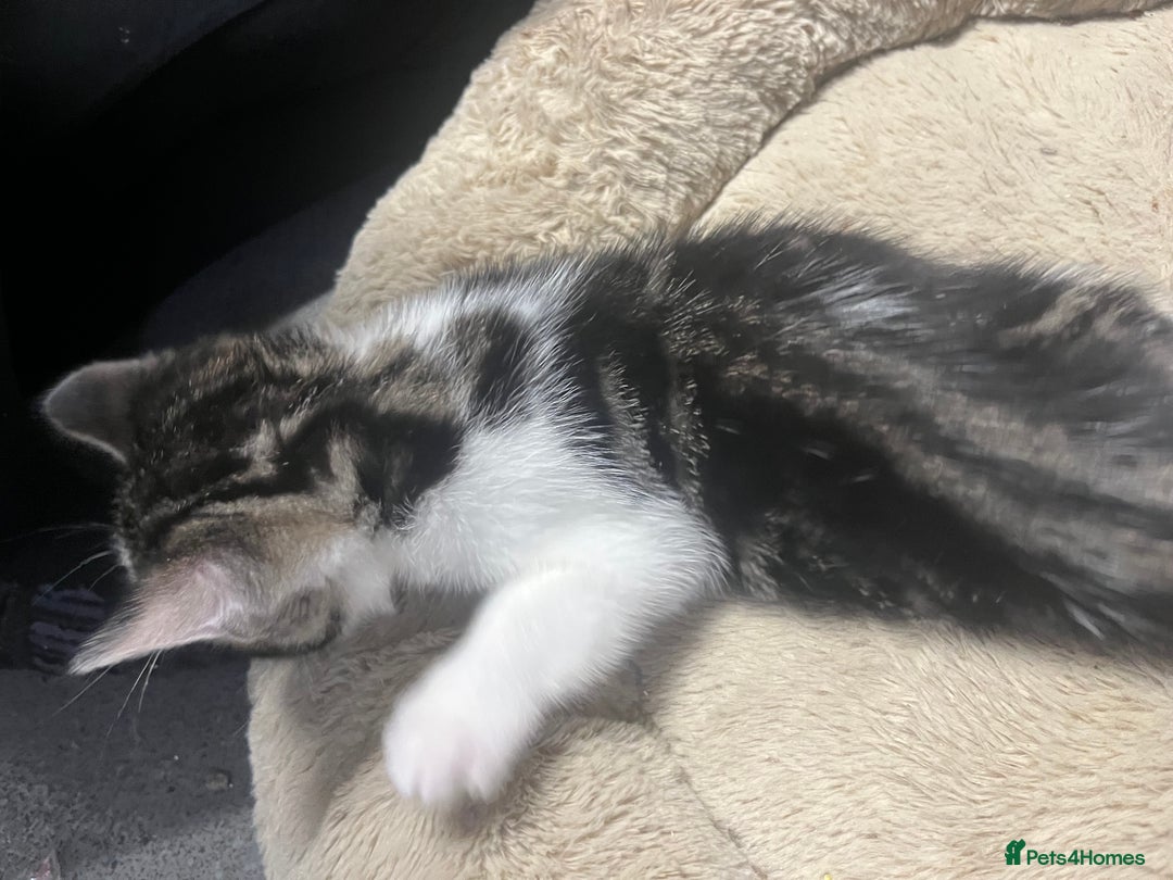 Mixed Breed cats for sale: 🐾 2Beautiful Kittens  - Advert 5