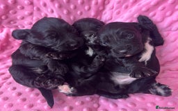 Mixed Breed dogs for sale: Cocker spaniel x Cavapoo puppies  - Image 2