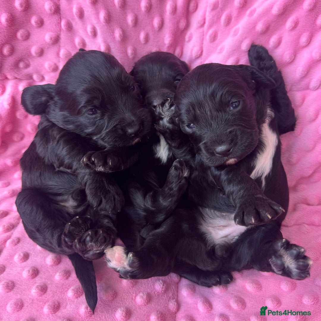 Mixed Breed dogs for sale: Cocker spaniel x Cavapoo puppies  - Image 2