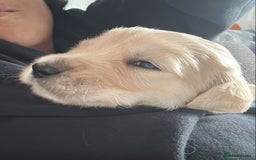 Golden Retriever dogs for sale: Golden retriever puppies  - Image 7