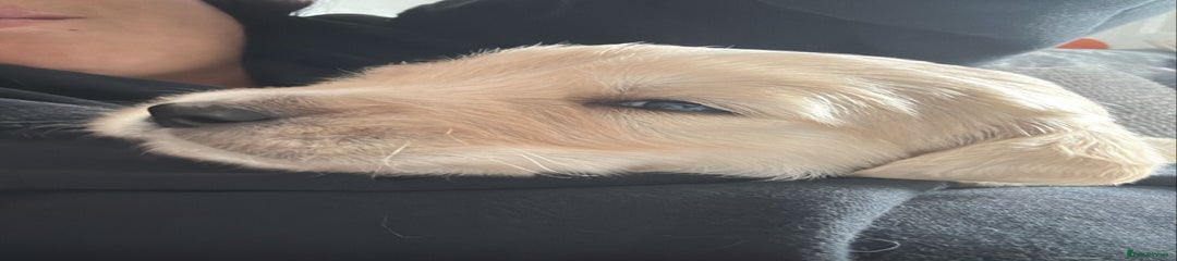 Golden Retriever Puppy 2 Male 