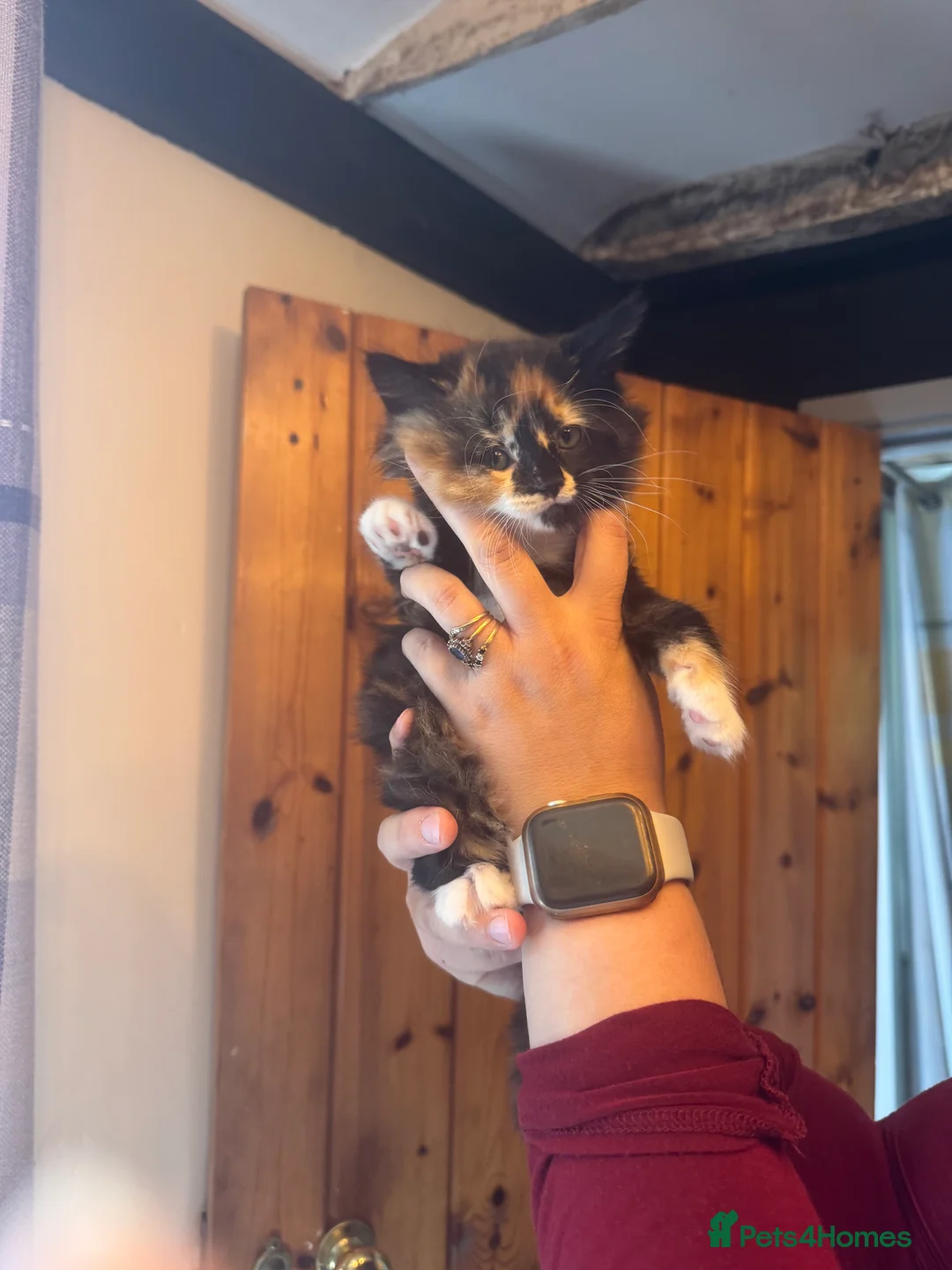 Mixed Breed cats for sale: Two Female Kittens  - Advert 3